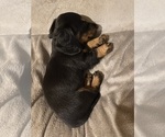Small #52 Dachshund