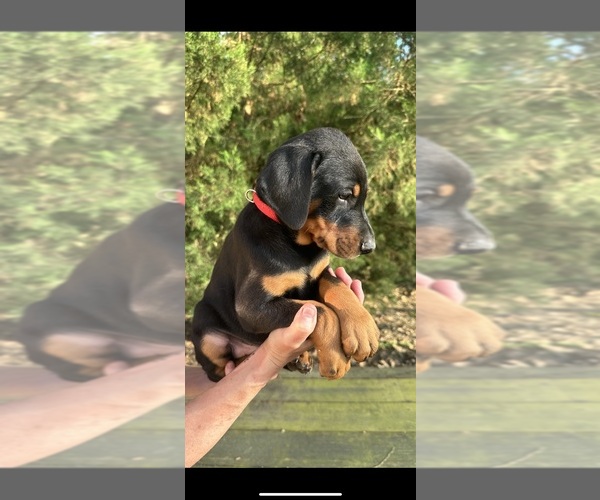 Medium Photo #17 Doberman Pinscher Puppy For Sale in LIVINGSTON, LA, USA