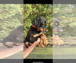 Small #16 Doberman Pinscher