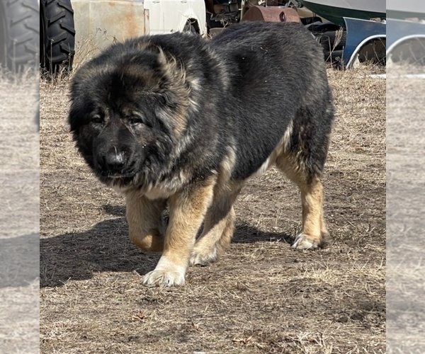 Medium Photo #5 Caucasian Shepherd Dog Puppy For Sale in TWINING, MI, USA