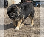 Small Photo #5 Caucasian Shepherd Dog Puppy For Sale in TWINING, MI, USA