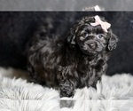 Small Photo #4 YorkiePoo Puppy For Sale in WARSAW, IN, USA