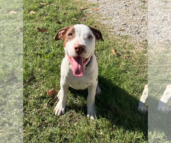 Medium Photo #3 Mutt Puppy For Sale in Claremore, OK, USA