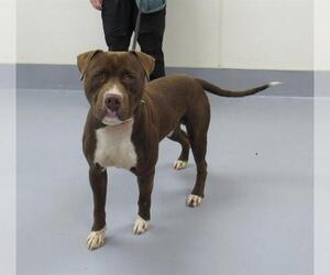 American Pit Bull Terrier-Labrador Retriever Mix Dogs for adoption in Louisville, KY, USA