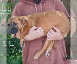 Small #1 Mutt