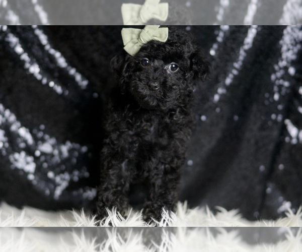 Medium Photo #3 Poodle (Miniature) Puppy For Sale in WARSAW, IN, USA