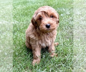 YorkiePoo Puppy for sale in FAIR HAVEN, MI, USA