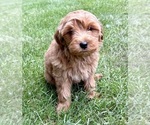 Image preview for Ad Listing. Nickname: Nova