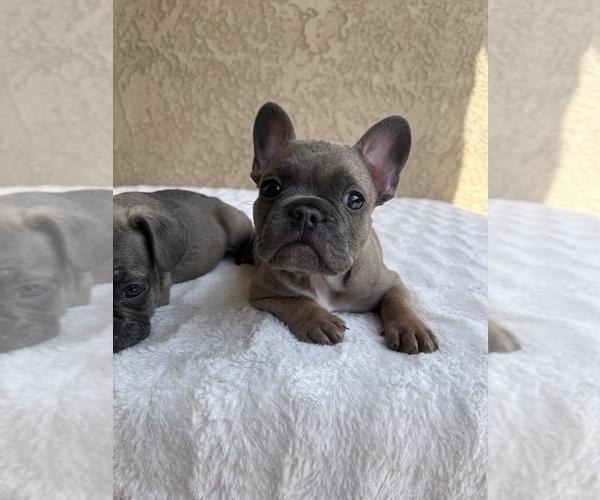 Medium Photo #6 French Bulldog Puppy For Sale in PALM SPRINGS, CA, USA