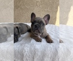 Small Photo #6 French Bulldog Puppy For Sale in PALM SPRINGS, CA, USA