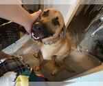 Small Black Mouth Cur