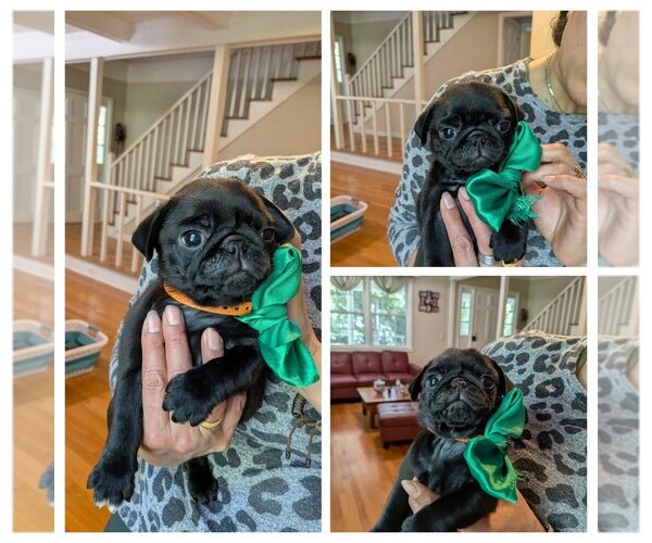 Medium Photo #1 Pug Puppy For Sale in GREENVILLE, SC, USA