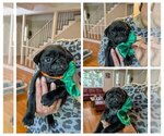 Puppy Nebula Pug