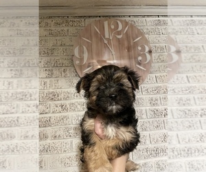 Morkie Puppy for sale in BOWLING GREEN, KY, USA