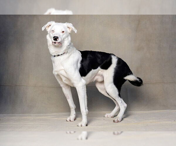 Medium Photo #2 Border Collie Puppy For Sale in Jackson, CA, USA