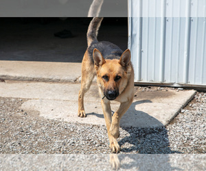 Father of the German Shepherd Dog puppies born on 07/03/2025