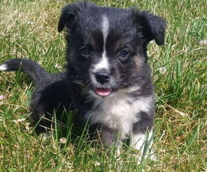 Miniature Australian Shepherd Puppy for sale in MILTON, WI, USA