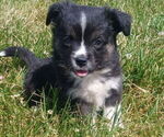 Small Miniature Australian Shepherd