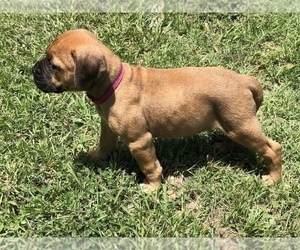 Bullmastiff Puppy for Sale in ARKADELPHIA, Arkansas USA