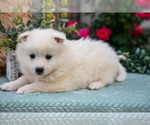 Small #4 American Eskimo Dog