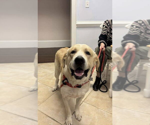 Medium Photo #4 Alaskan Malamute-Great Pyrenees Mix Puppy For Sale in Holly Springs, NC, USA