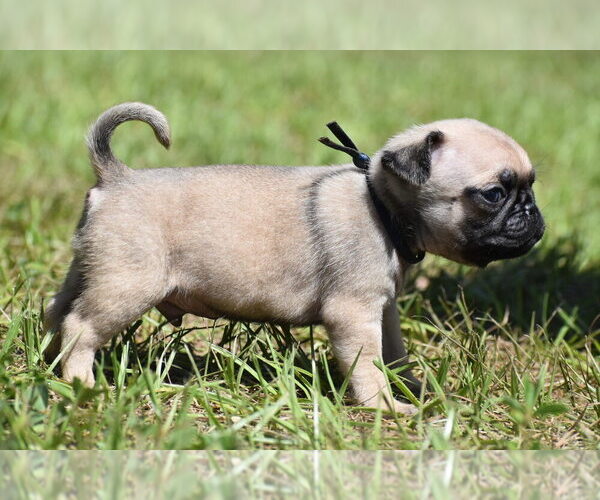 Medium Photo #4 Pug Puppy For Sale in PALM COAST, FL, USA