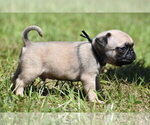 Small #3 Pug