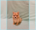 Small #1 Pomeranian