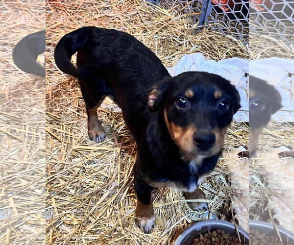 Medium Photo #3 Mutt Puppy For Sale in Tracy City, TN, USA