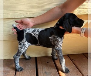 German Shorthaired Pointer Puppy for sale in PEWEE VALLEY, KY, USA