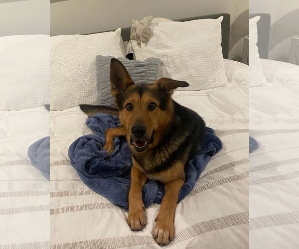 Medium Photo #3 German Shepherd Dog-Unknown Mix Puppy For Sale in Los Angeles, CA, USA