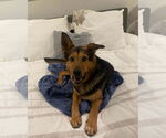 Small #2 German Shepherd Dog Mix