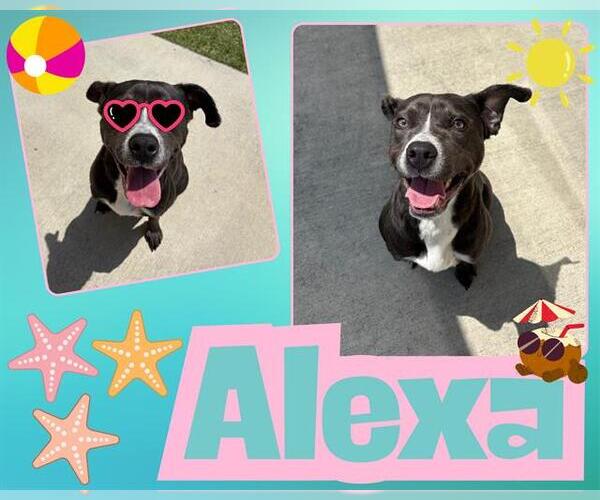 Medium Photo #2 American Pit Bull Terrier Puppy For Sale in Pearland, TX, USA