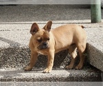 Small #1 French Bulldog