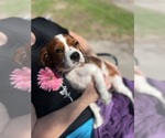 Small #4 Cavalier King Charles Spaniel
