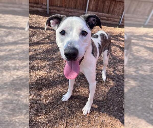 Medium Photo #4 Catahoula Leopard Dog-Great Dane Mix Puppy For Sale in Plano, TX, USA