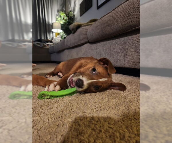 Medium Photo #2 Shepradors Puppy For Sale in Princeton, MN, USA