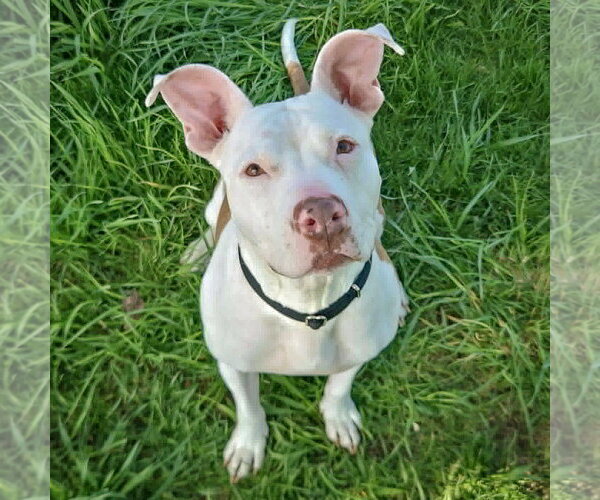 Medium Photo #9 American Staffordshire Terrier-Boxer Mix Puppy For Sale in Huntley, IL, USA