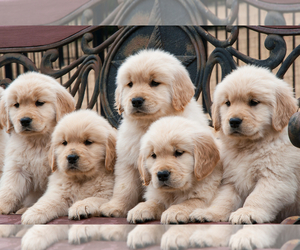 Golden Retriever Puppy for sale in BOISE, ID, USA