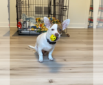 Small #2 Chihuahua-Welsh Corgi Mix