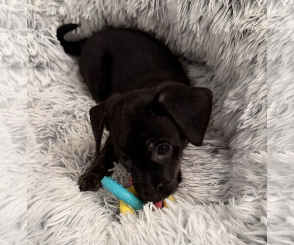 Medium Photo #2 Mutt Puppy For Sale in Plainfield, IL, USA