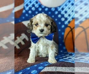 Cavapoo Puppy for sale in NOTTINGHAM, PA, USA