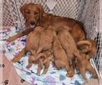 Small #7 Golden Retriever