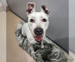 Small #1 American Pit Bull Terrier