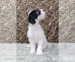 Small Photo #10 Miniature Labradoodle Puppy For Sale in BLAKESBURG, IA, USA
