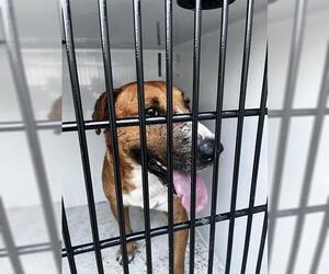 Saint Bernard-Unknown Mix Dogs for adoption in Houston, TX, USA