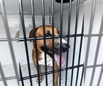 Small Saint Bernard Mix