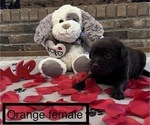Small Photo #2 Labrador Retriever Puppy For Sale in VINEMONT, AL, USA