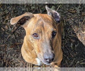 Hugh - Male Plott Hound-Unknown Mix Dog for Adoption - Photo #7