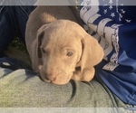Small Photo #5 Weimaraner Puppy For Sale in WILLOWS, CA, USA